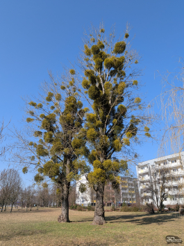 Обзор смартфона Google Pixel 10a: Google, где изменения?