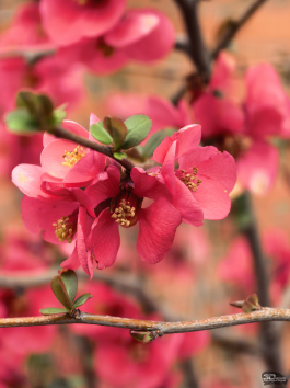 Обзор смартфона HUAWEI Mate 80 Pro: консервативный поворот