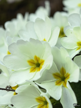 Обзор смартфона HUAWEI Mate 80 Pro: консервативный поворот