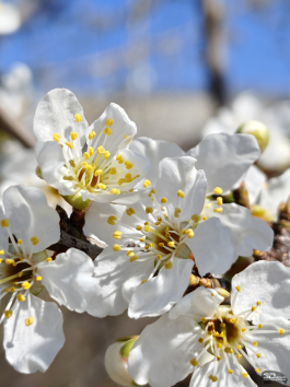 Обзор смартфона realme 16 Pro+: самый красивый камерофон