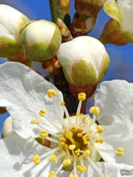 Обзор смартфона realme 16 Pro+: самый красивый камерофон