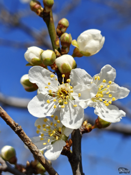 Обзор смартфона realme 16 Pro+: самый красивый камерофон