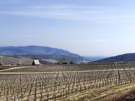 Обзор смартфона realme 16 Pro+: самый красивый камерофон