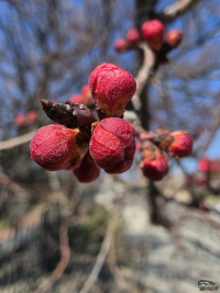 Обзор смартфона Samsung Galaxy S26 Ultra: не подглядывай!