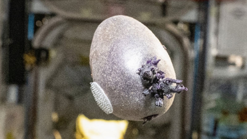 Старейший астронавт NASA взбудоражил интернет снимком загадочного фиолетового организма на МКС