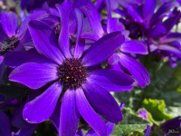 Обзор Apple iPhone 17e: незаконченная работа над ошибками