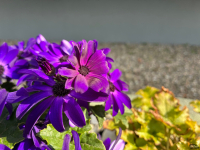 Обзор Apple iPhone 17e: незаконченная работа над ошибками