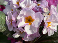 Обзор Apple iPhone 17e: незаконченная работа над ошибками