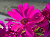 Обзор Apple iPhone 17e: незаконченная работа над ошибками