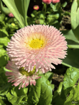 Обзор HUAWEI nova 15 Pro: смартфон для тех, кто любит себя