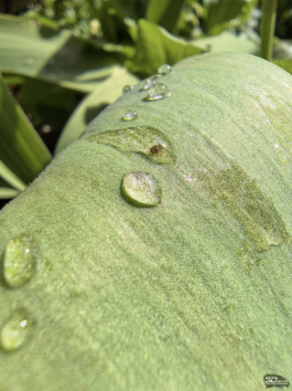 Обзор HUAWEI nova 15 Pro: смартфон для тех, кто любит себя