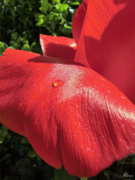 Обзор HUAWEI nova 15 Pro: смартфон для тех, кто любит себя