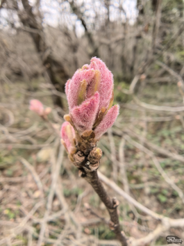 Обзор HUAWEI nova 15 Pro: смартфон для тех, кто любит себя