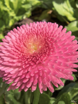 Обзор HUAWEI nova 15 Pro: смартфон для тех, кто любит себя