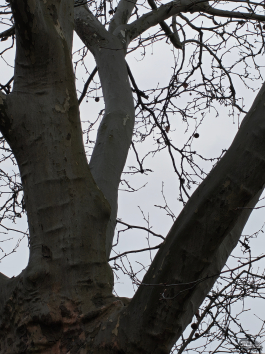 Обзор Nothing Phone (4a) Pro: не такой, как все, &mdash; и не для каждого