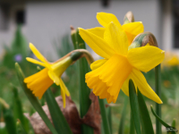 Обзор Nothing Phone (4a) Pro: не такой, как все, &mdash; и не для каждого