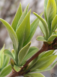 Обзор Nothing Phone (4a) Pro: не такой, как все, &mdash; и не для каждого