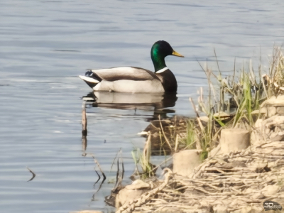 Обзор Nothing Phone (4a) Pro: не такой, как все, &mdash; и не для каждого