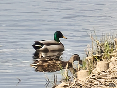 Обзор Nothing Phone (4a) Pro: не такой, как все, &mdash; и не для каждого