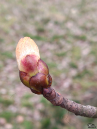 Обзор Nothing Phone (4a) Pro: не такой, как все, &mdash; и не для каждого