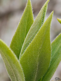 Обзор Nothing Phone (4a) Pro: не такой, как все, &mdash; и не для каждого