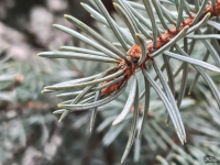 Обзор Nothing Phone (4a) Pro: не такой, как все, &mdash; и не для каждого