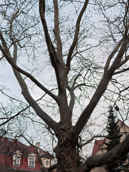 Обзор Nothing Phone (4a) Pro: не такой, как все, &mdash; и не для каждого