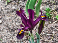 Обзор Nothing Phone (4a) Pro: не такой, как все, &mdash; и не для каждого