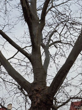 Обзор Nothing Phone (4a) Pro: не такой, как все, &mdash; и не для каждого