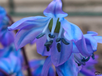 Обзор Nothing Phone (4a) Pro: не такой, как все, &mdash; и не для каждого