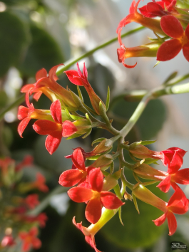 Обзор смартфона TECNO CAMON 50 Ultra: самый умный в своем классе