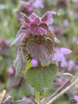 Обзор смартфона TECNO CAMON 50 Ultra: самый умный в своем классе