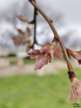 Обзор смартфона TECNO CAMON 50 Ultra: самый умный в своем классе