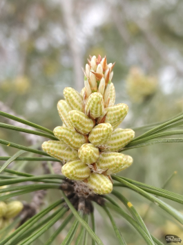 Обзор смартфона TECNO CAMON 50 Ultra: самый умный в своем классе