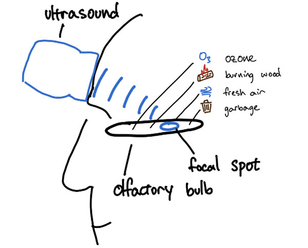 Учёные научились &laquo;транслировать&raquo; запахи прямо в мозг вообще без химии &mdash;&nbsp;с помощью ультразвука