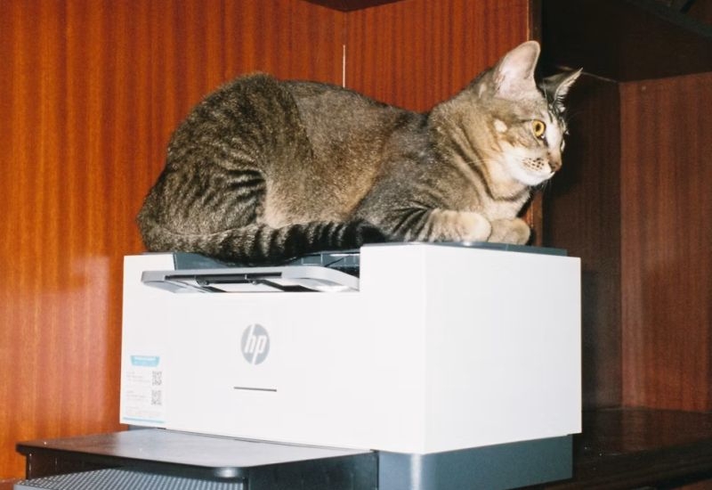 Индия оштрафовала HP Inc. на $14,4 млн за картельный сговор в сфере расходных материалов для принтеров