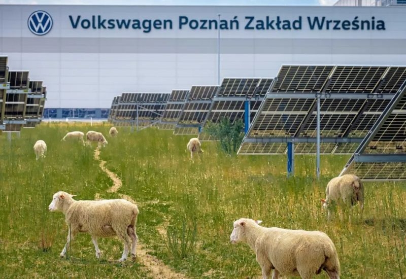 Volkswagen наняла сотню овец для борьбу с растительностью на солнечной ферме